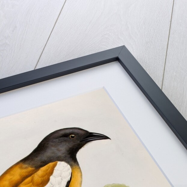 Rufous treepie by Elizabeth Gould; Charles Joseph Hullmandel