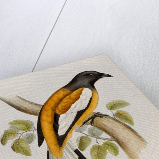 Rufous treepie by Elizabeth Gould; Charles Joseph Hullmandel