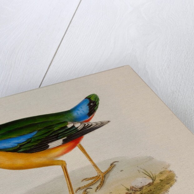 Indian pitta by Elizabeth Gould; Charles Joseph Hullmandel