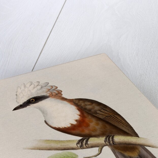 White-crested laughingthrush by Elizabeth Gould; Charles Joseph Hullmandel
