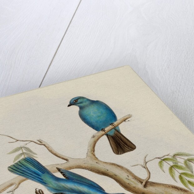 Indian flycatcher by Elizabeth Gould; Charles Joseph Hullmandel