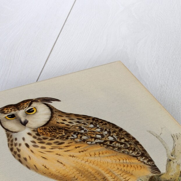 Rock eagle-owl by Elizabeth Gould; Charles Joseph Hullmandel