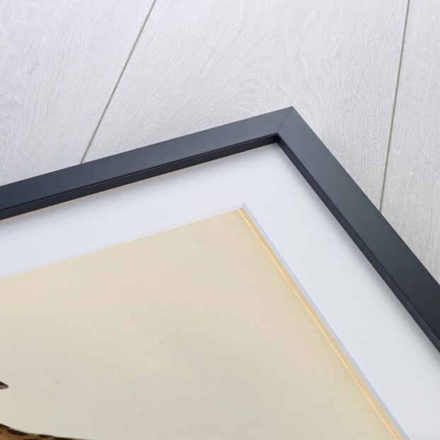 Rock eagle-owl by Elizabeth Gould; Charles Joseph Hullmandel