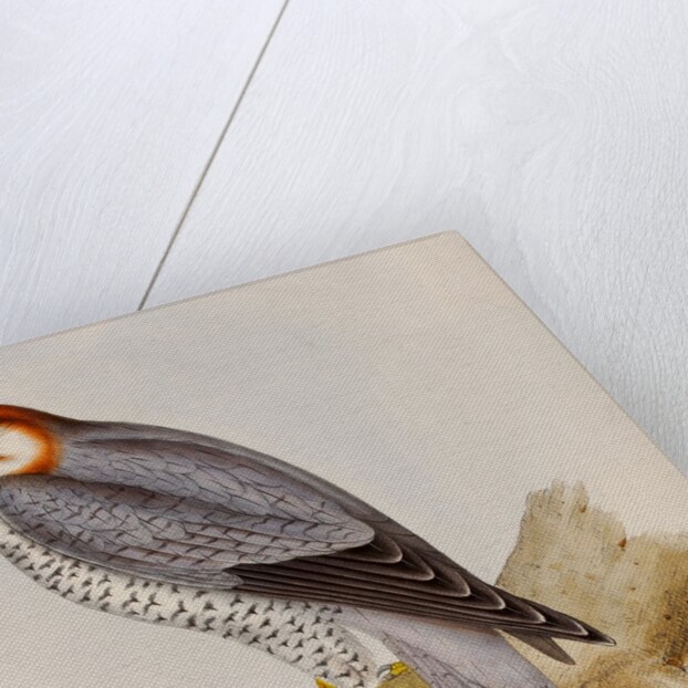 Red-necked falcon by Elizabeth Gould; Charles Joseph Hullmandel