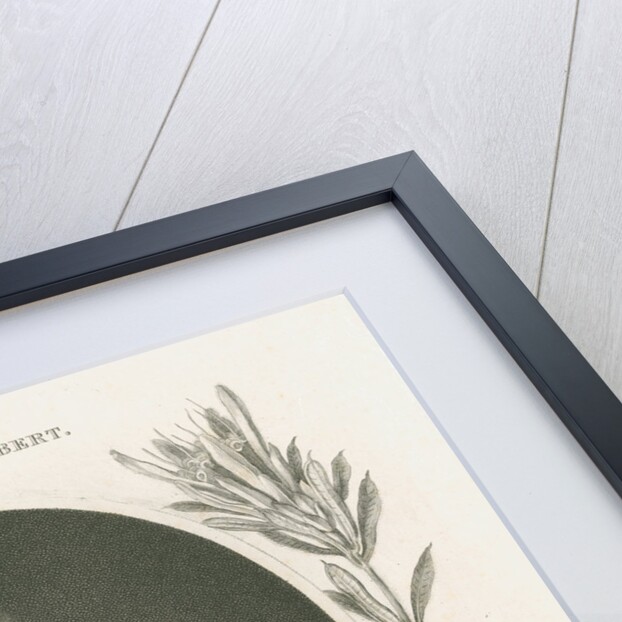 Portrait of Aylmer Bourke Lambert (1761-1842) by unknown