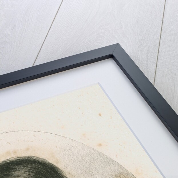 Portrait of Johann Heinrich Friedrich Link (1767-1851) by Ambroise Tardieu