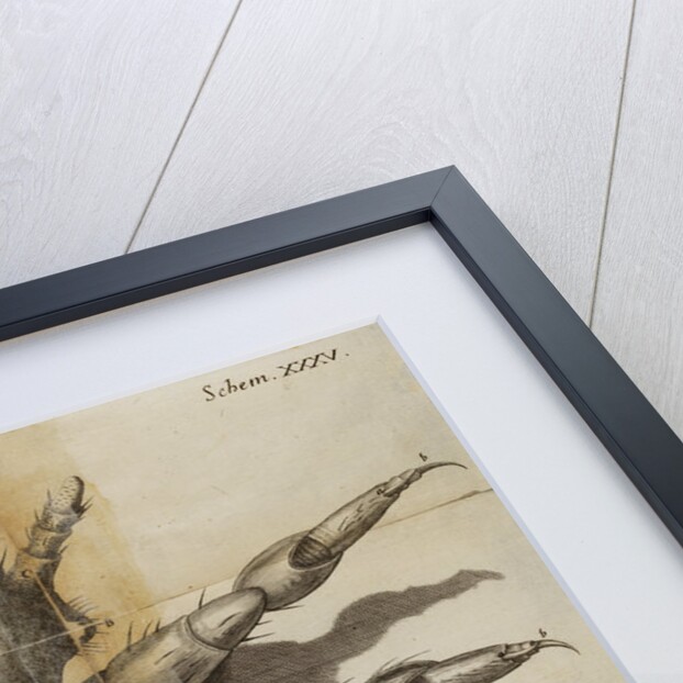 Microscopic view of a louse by Robert Hooke