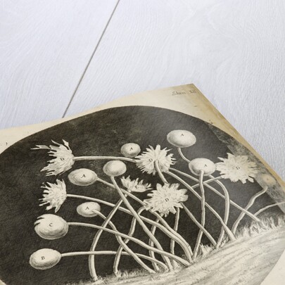 Micropscopic view of blue mould growing on leather by Robert Hooke