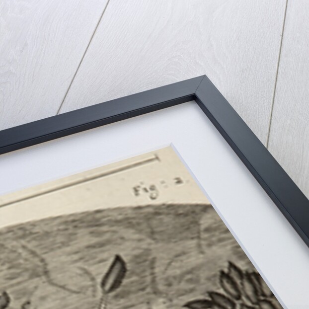 Microscopic view of blight on a rose leaf by Robert Hooke