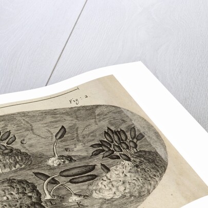 Microscopic view of blight on a rose leaf by Robert Hooke