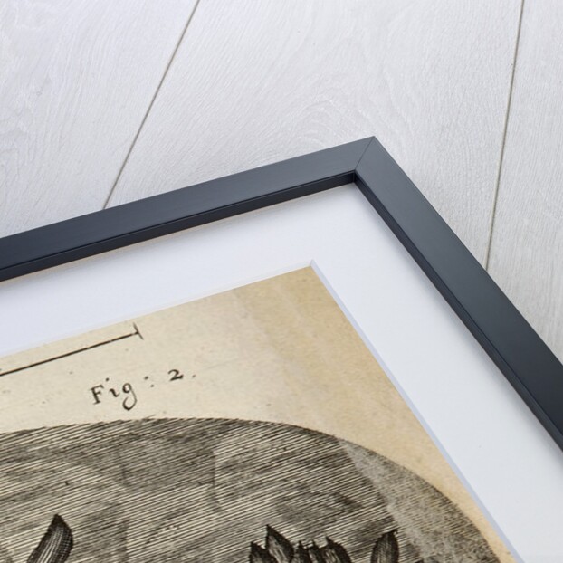 Microscopic view of blight on a rose leaf by Robert Hooke