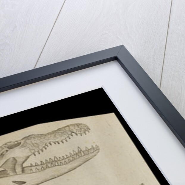 A crocodile skeleton in the Royal Society's Repository by Anonymous