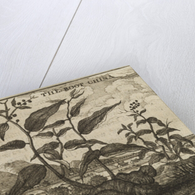 'The Root China' by Wenceslaus Hollar