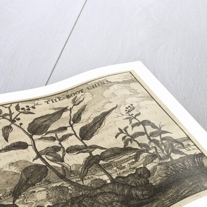 'The Root China' by Wenceslaus Hollar