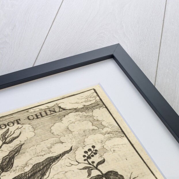 'The Root China' by Wenceslaus Hollar