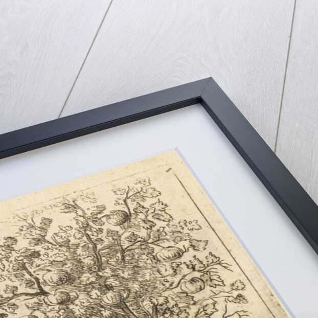 'Cotton Tree' by Wenceslaus Hollar