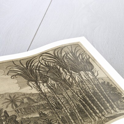 'Sugar canes' by Wenceslaus Hollar