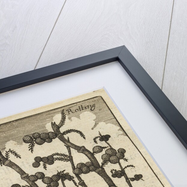 'Bamboes' [Bamboo] by Wenceslaus Hollar