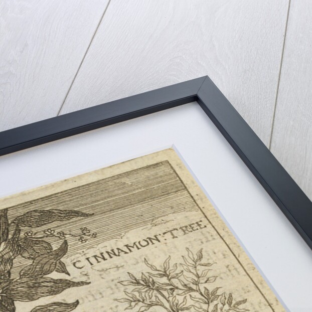 'The Cinnamon Tree' by Wenceslaus Hollar