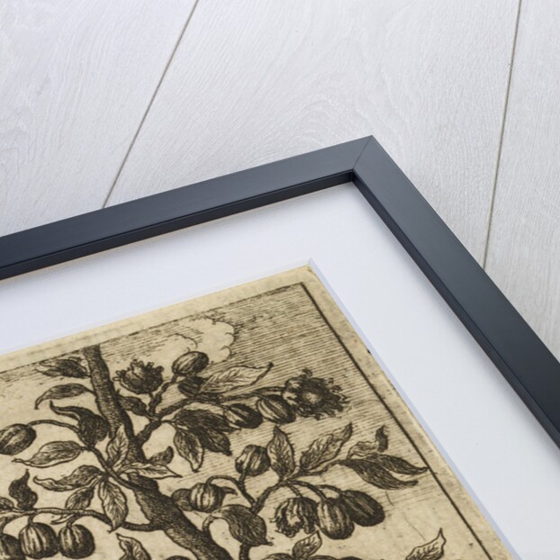 'Nutmeg Trees' by Wenceslaus Hollar