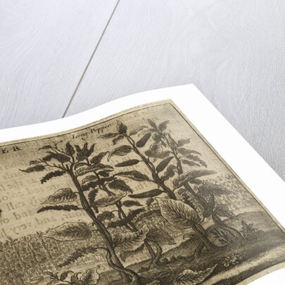 'Pepper' by Wenceslaus Hollar