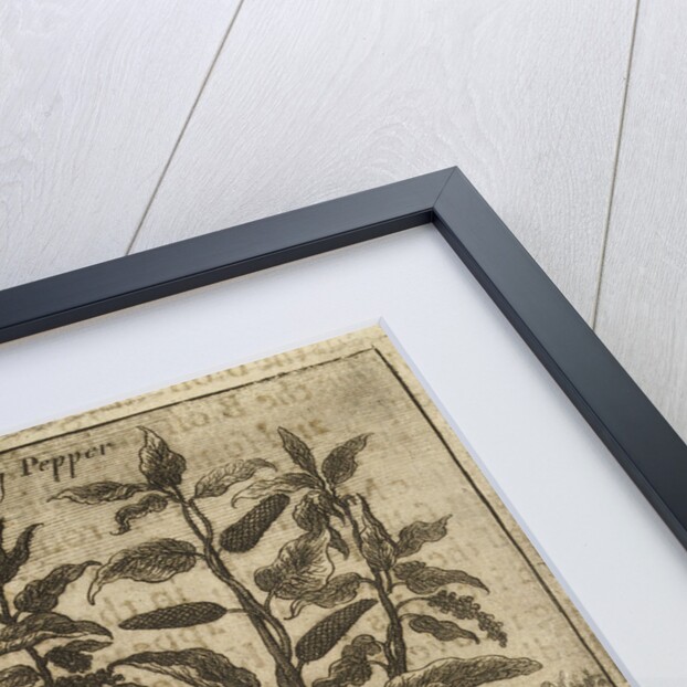 'Pepper' by Wenceslaus Hollar