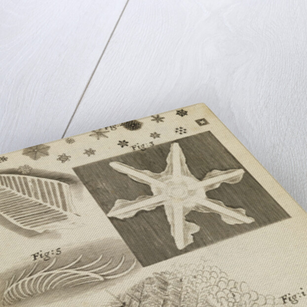 Microscopic view of frozen figures by Robert Hooke