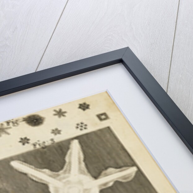 Microscopic view of frozen figures by Robert Hooke