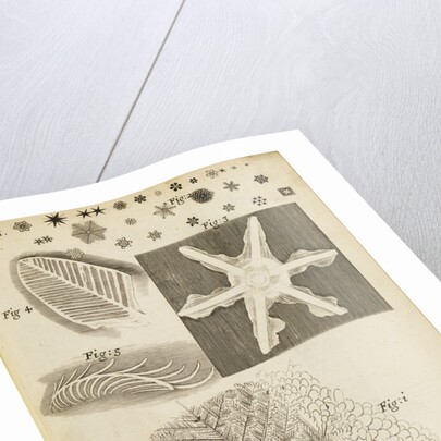 Microscopic view of frozen figures by Robert Hooke