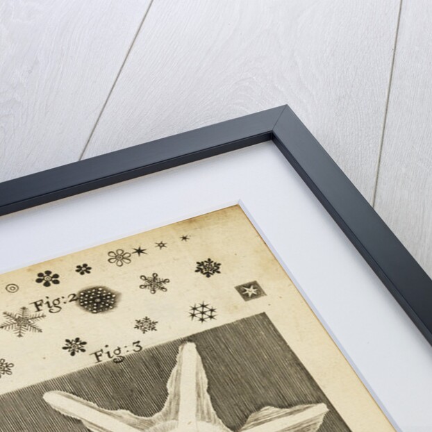 Microscopic view of frozen figures by Robert Hooke