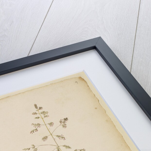 Common dog's grass and middle meadow grass by Richard Waller