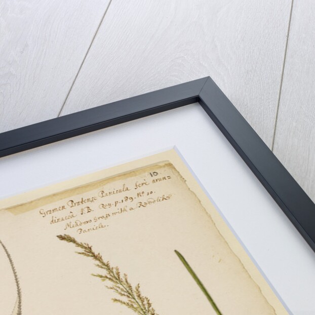 Small panicled oat grass and meadow grass with reed-like panicle by Richard Waller