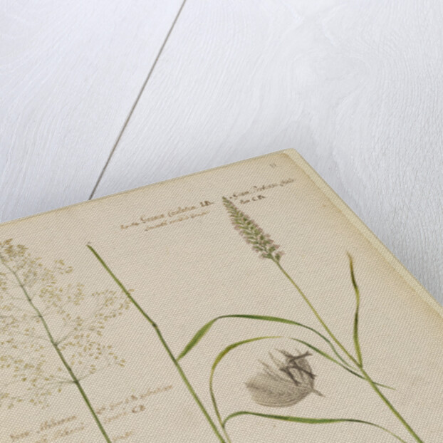 Millet grass and smooth crested grass by Richard Waller