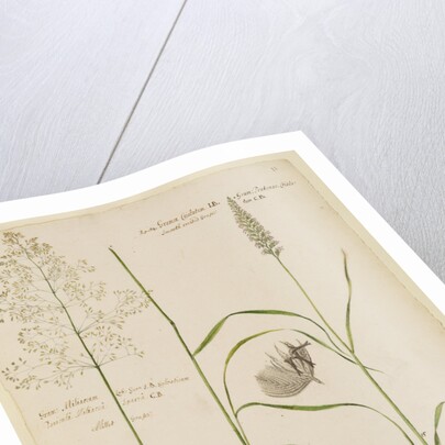 Millet grass and smooth crested grass by Richard Waller