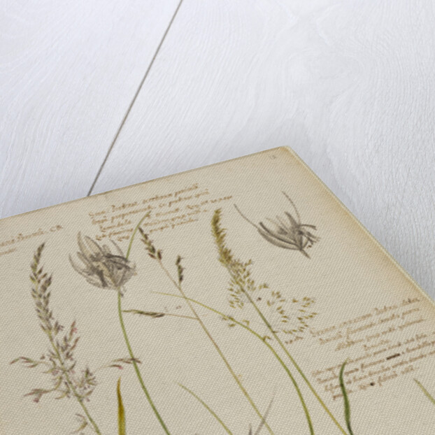 Knotty-rooted dog's grass and meadow grass by Richard Waller