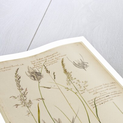 Knotty-rooted dog's grass and meadow grass by Richard Waller