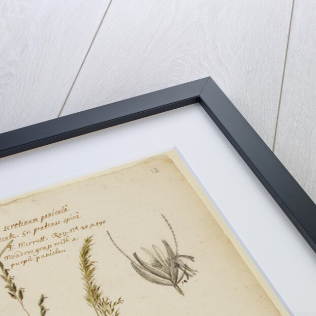 Knotty-rooted dog's grass and meadow grass by Richard Waller