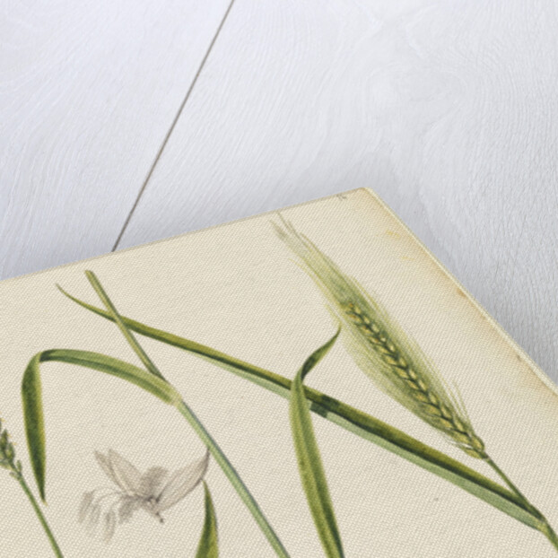 White wheat by Richard Waller