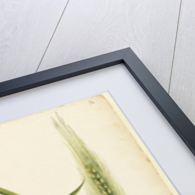 White wheat by Richard Waller