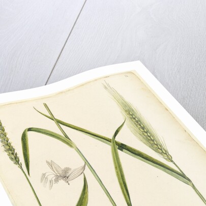 White wheat by Richard Waller