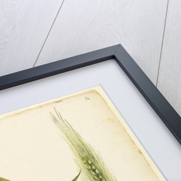 White wheat by Richard Waller