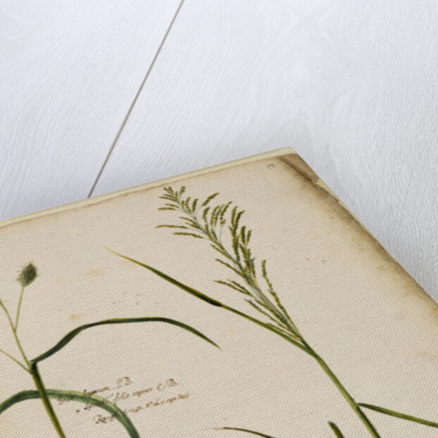 Rough grass by Richard Waller