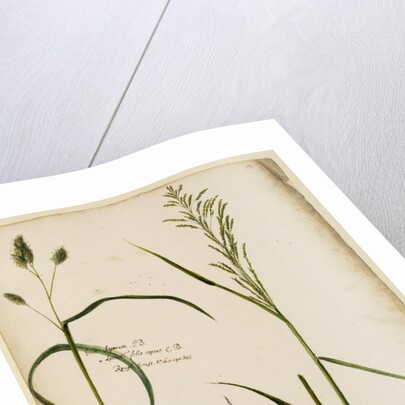 Rough grass by Richard Waller