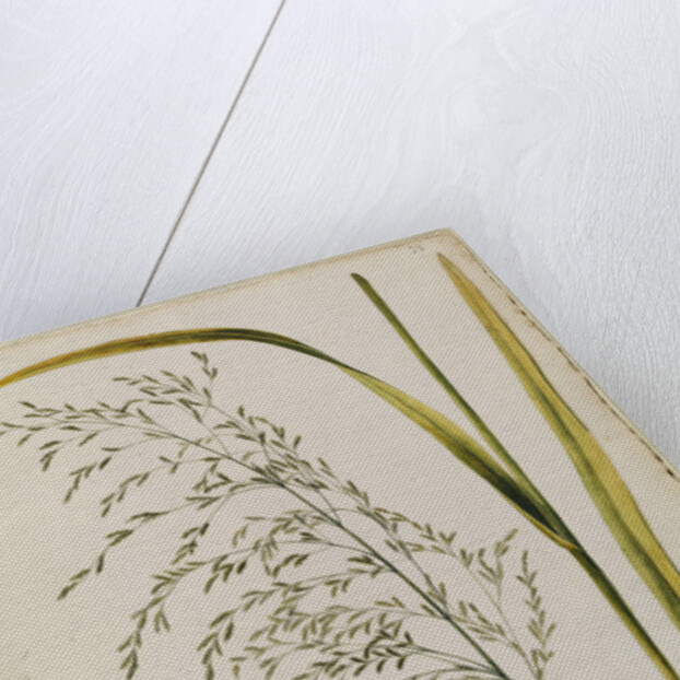Great water reed grass by Richard Waller