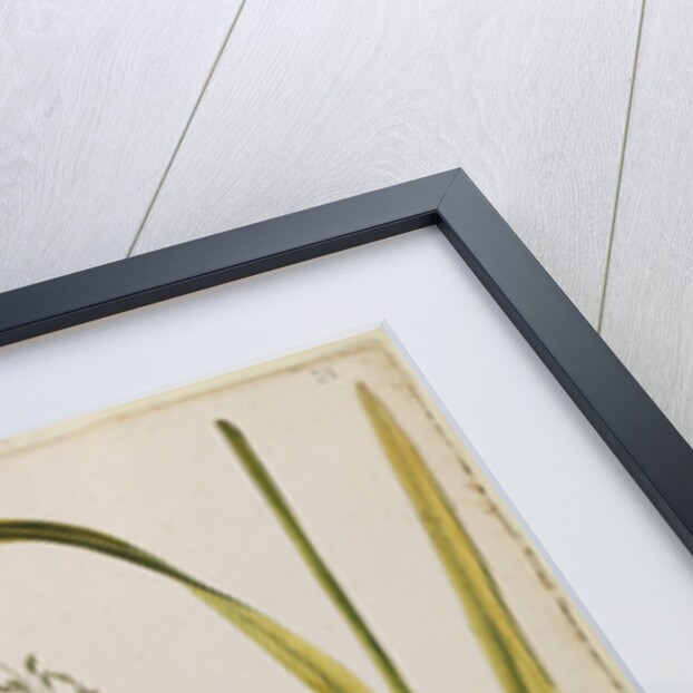 Great water reed grass by Richard Waller