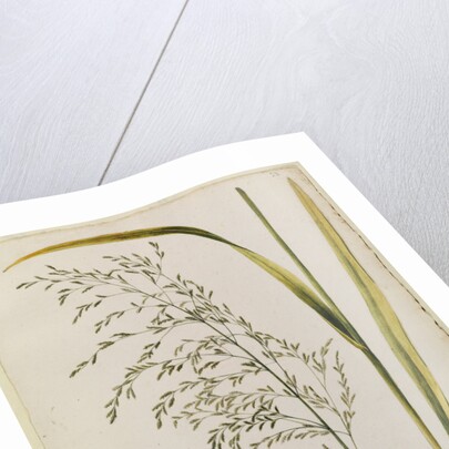 Great water reed grass by Richard Waller