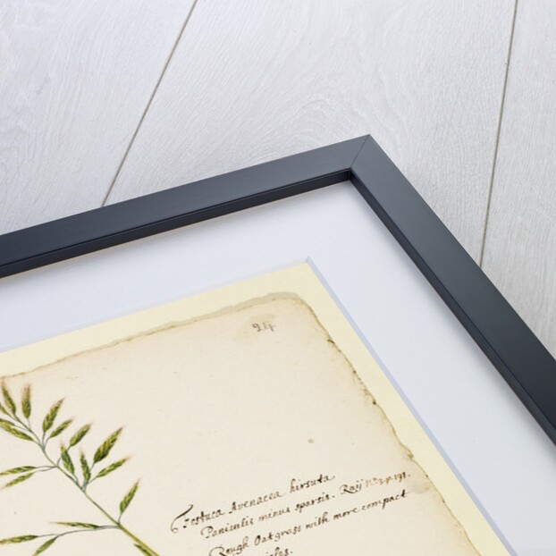 Greater meadow grass, common meadow grass and rough oat grass by Richard Waller