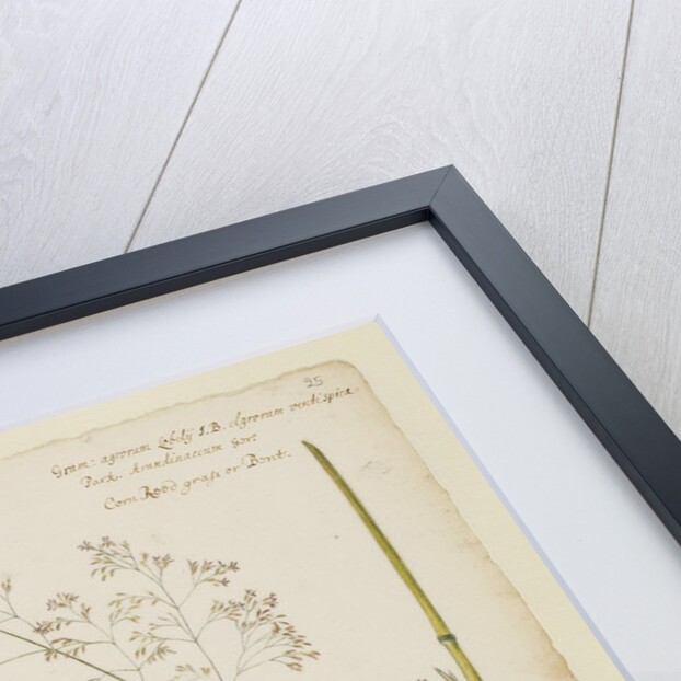 Soft tufted meadow grass and corn reed grass by Richard Waller