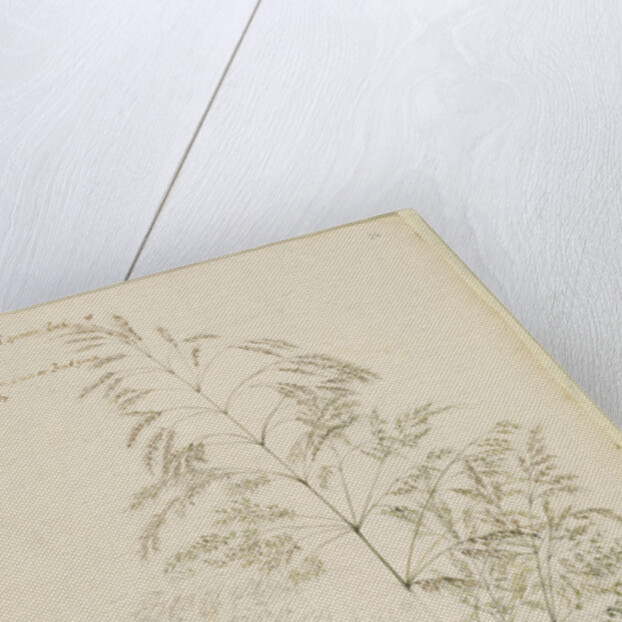 Fair panicled corn grass, or bent grass by Richard Waller