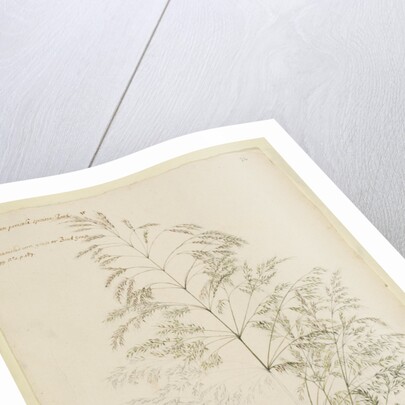 Fair panicled corn grass, or bent grass by Richard Waller